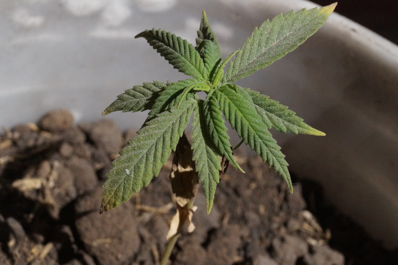 Como plantar marihuana