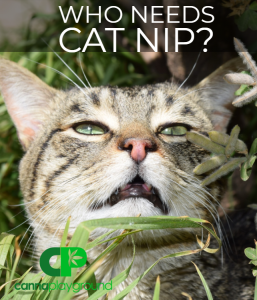 Who needs cat nip?