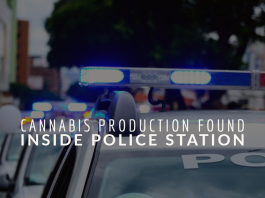 Cannabis Production Found Inside Police Station