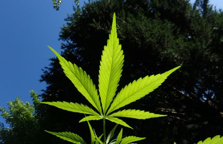 U.S. House of Representatives Passes Cannabis Legalization Bill
